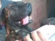 Zeus
