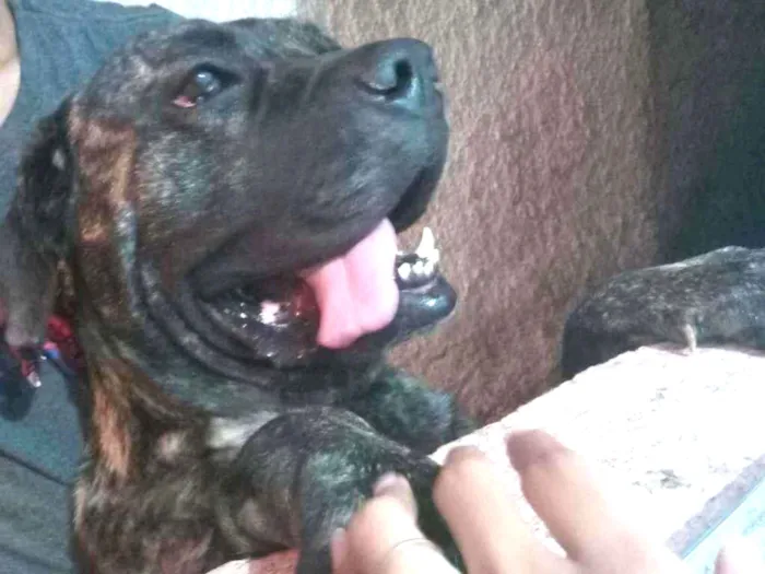 Cachorro ra a Cane Corso idade 2 anos nome Zeus