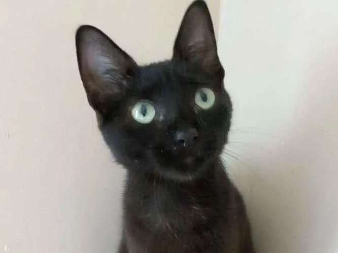 Gato raça Srd idade 2 a 6 meses nome Iara