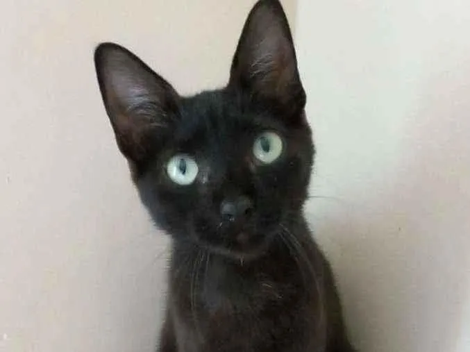 Gato raça Srd idade 2 a 6 meses nome Iara