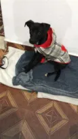 Doguinho