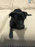 Doguinho