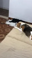 Doguinho