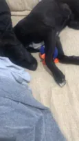 Doguinho