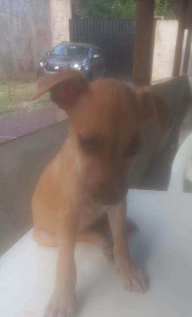 Cachorro ra a Sem raca idade 2 a 6 meses nome MADALENA