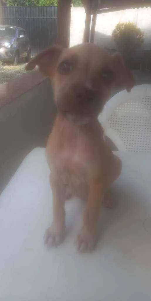 Cachorro ra a Sem raca idade 2 a 6 meses nome MADALENA