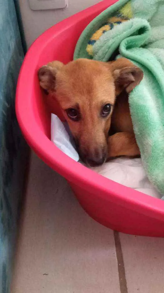 Cachorro ra a  idade 2 a 6 meses nome Bartho