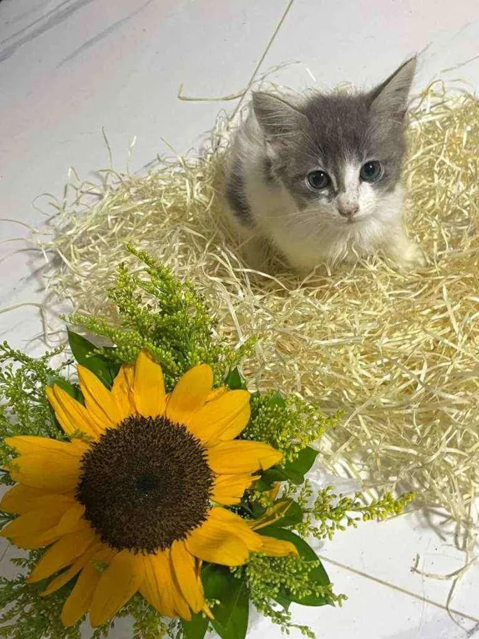 Cachorro raça Srd idade Abaixo de 2 meses nome Gray