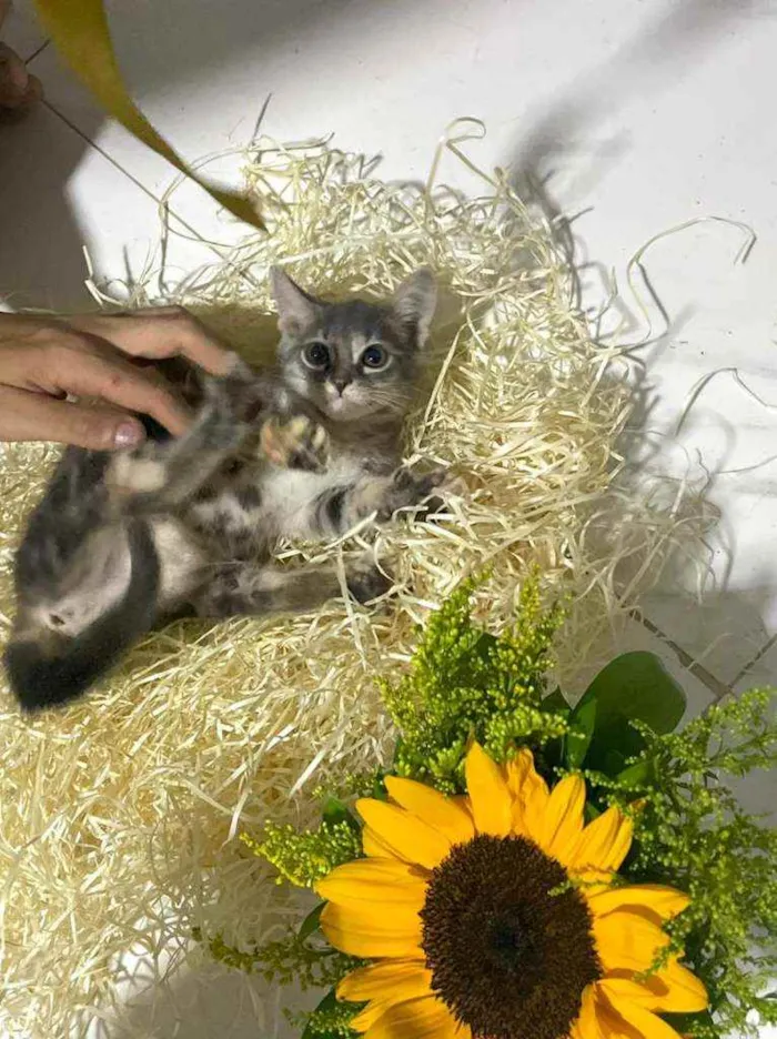 Gato raça Srd idade Abaixo de 2 meses nome Green