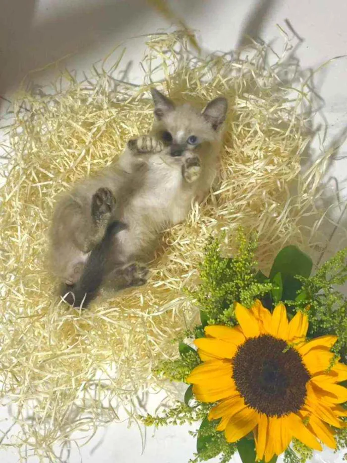Gato raça Srd idade Abaixo de 2 meses nome Blue