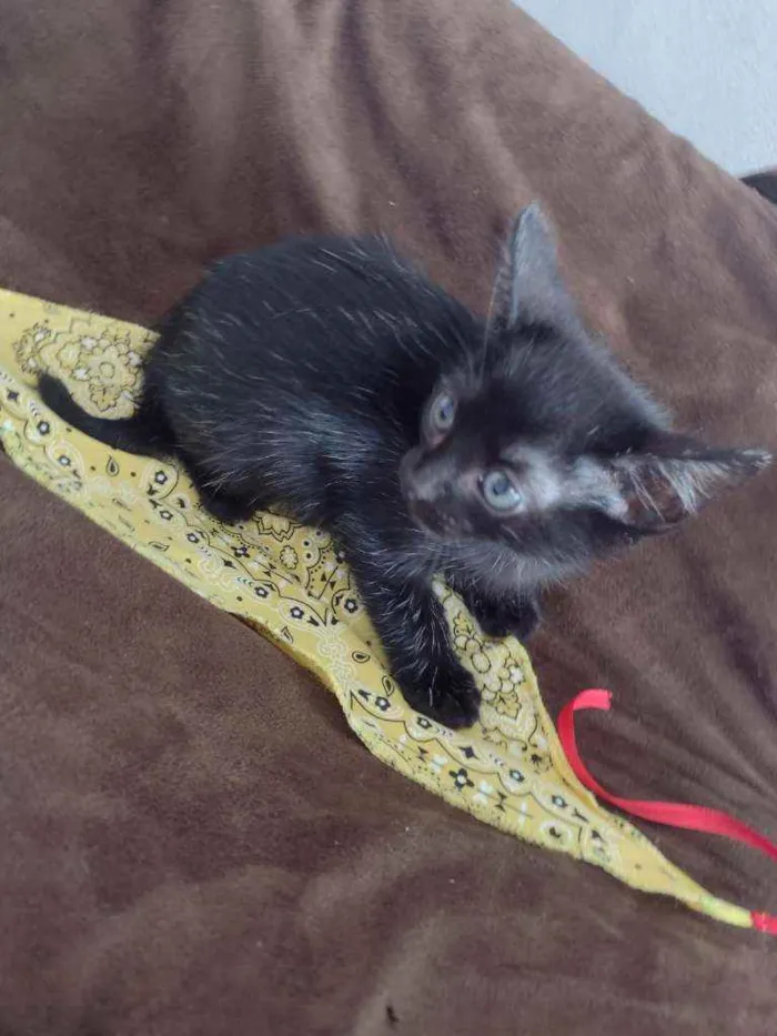 Gato raça Srd idade Abaixo de 2 meses nome Ana julia