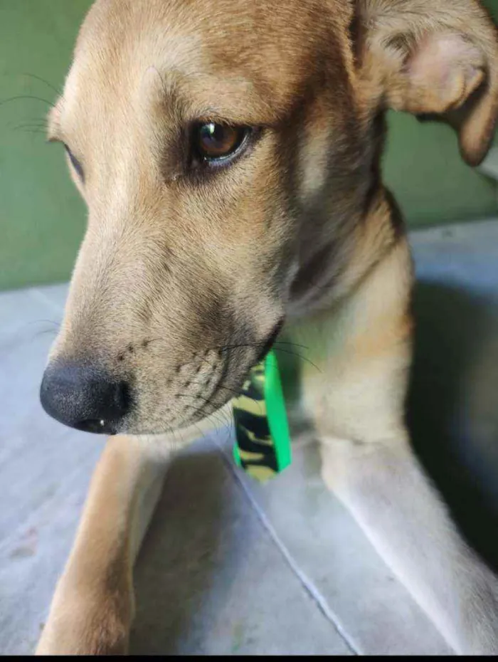 Cachorro ra a SRD idade 2 a 6 meses nome Sabiá 