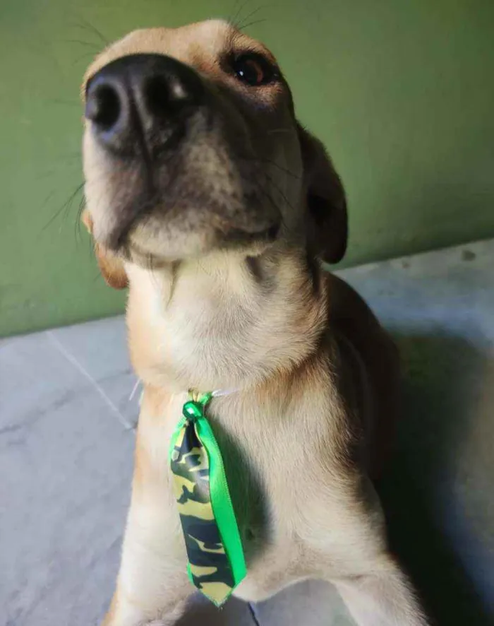 Cachorro ra a SRD idade 2 a 6 meses nome Sabiá 