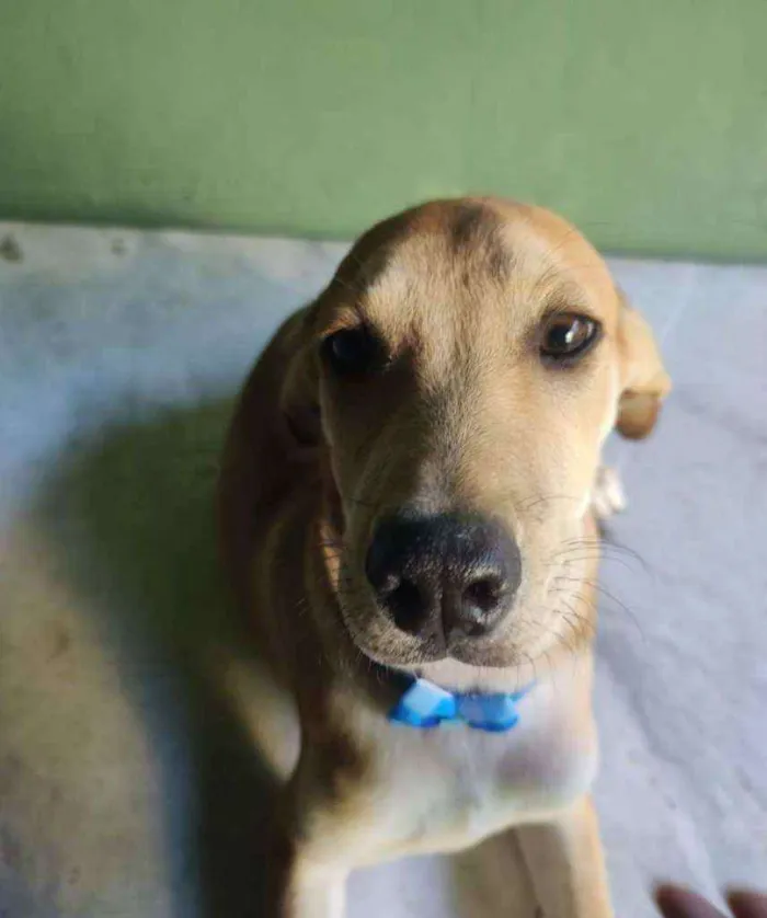 Cachorro ra a SRD idade 2 a 6 meses nome Sabiá 