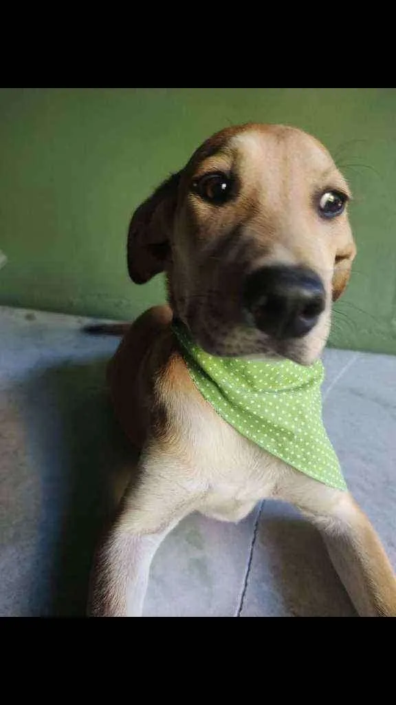 Cachorro ra a SRD idade 2 a 6 meses nome Sabiá 