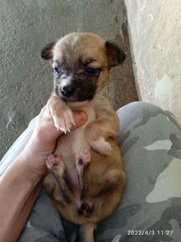 Cachorro ra a Vira lata idade Abaixo de 2 meses nome Sem nome