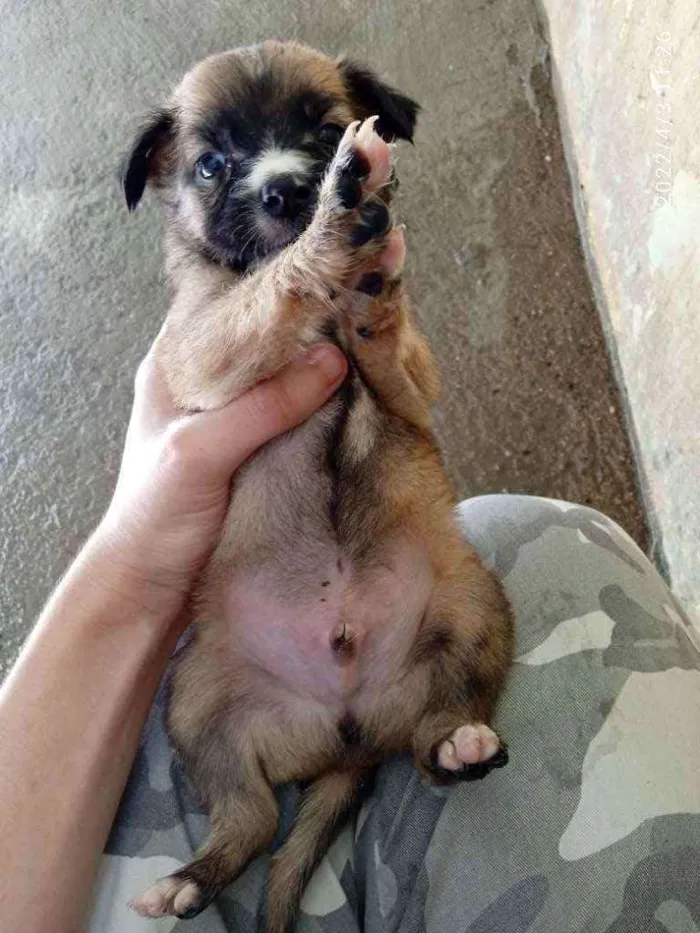 Cachorro ra a Vira lata idade Abaixo de 2 meses nome Sem nome