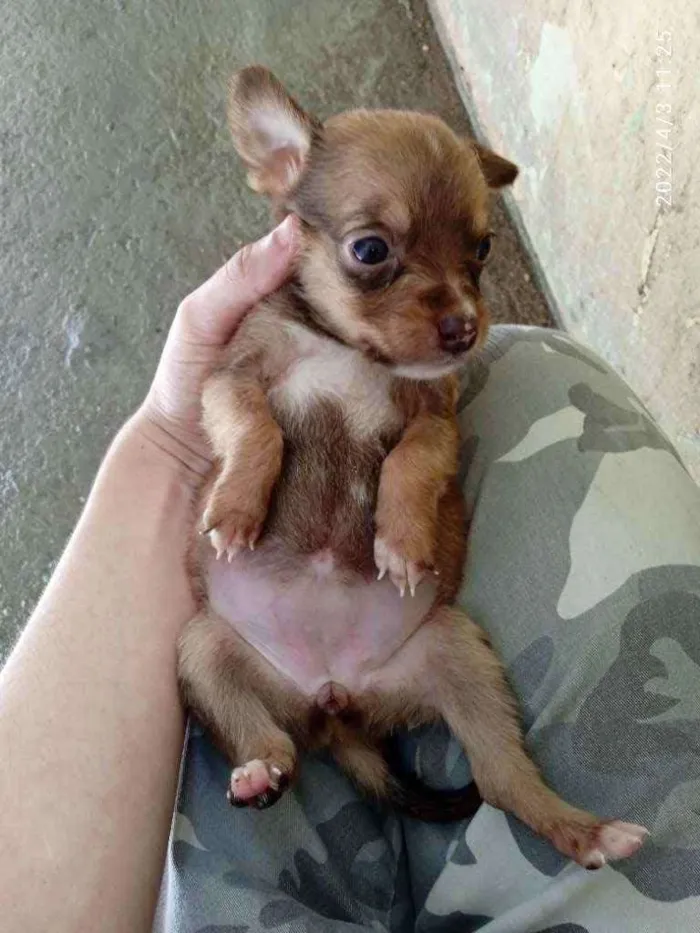 Cachorro ra a Vira lata idade Abaixo de 2 meses nome Sem nome