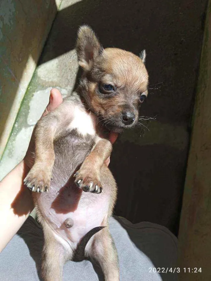 Cachorro ra a Vira lata idade Abaixo de 2 meses nome Sem nome