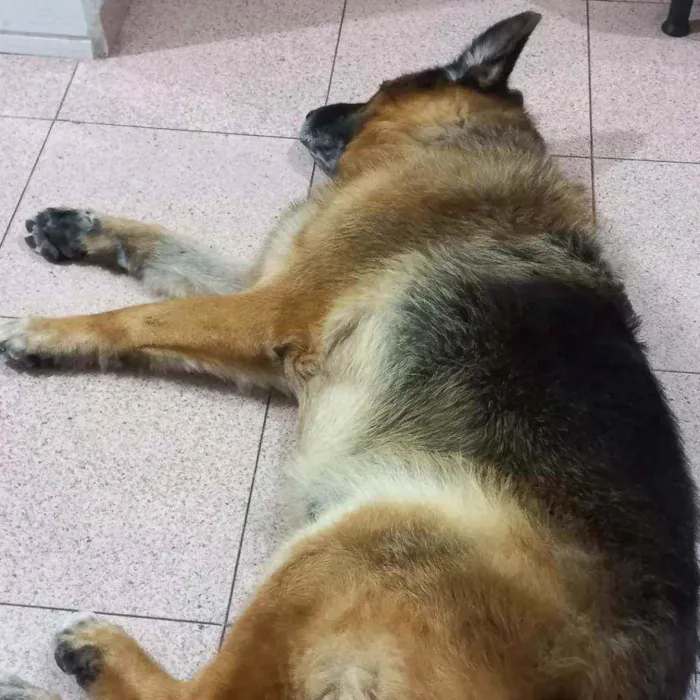Cachorro ra a Pastor Alemão idade 6 ou mais anos nome Átila