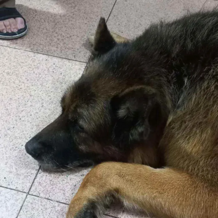 Cachorro ra a Pastor Alemão idade 6 ou mais anos nome Átila