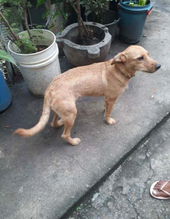 Cachorro ra a SRD idade 7 a 11 meses nome Valente 