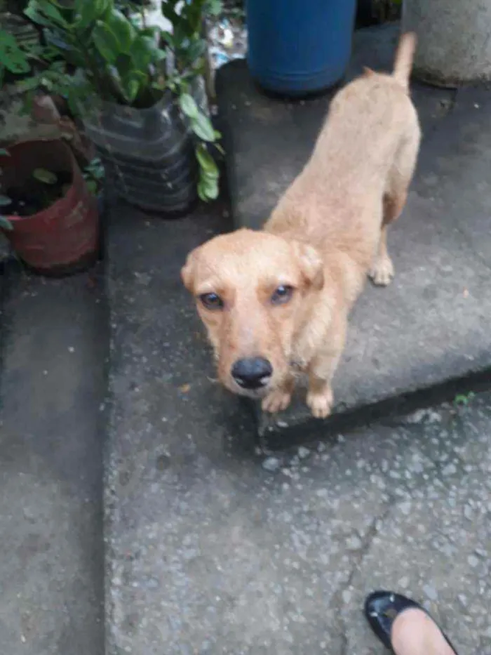Cachorro ra a SRD idade 7 a 11 meses nome Valente 