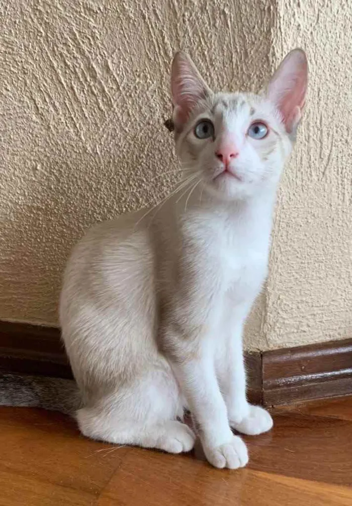 Gato raça Std idade 2 a 6 meses nome Bruno