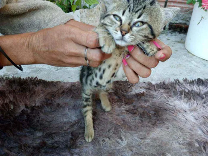 Gato raça Indefinida idade 2 a 6 meses nome Sem nome 