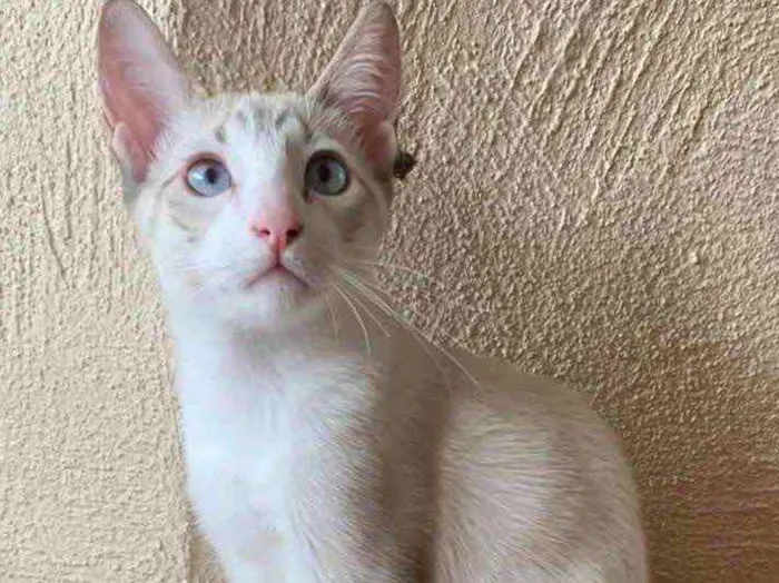 Gato raça Std idade 2 a 6 meses nome Bruno