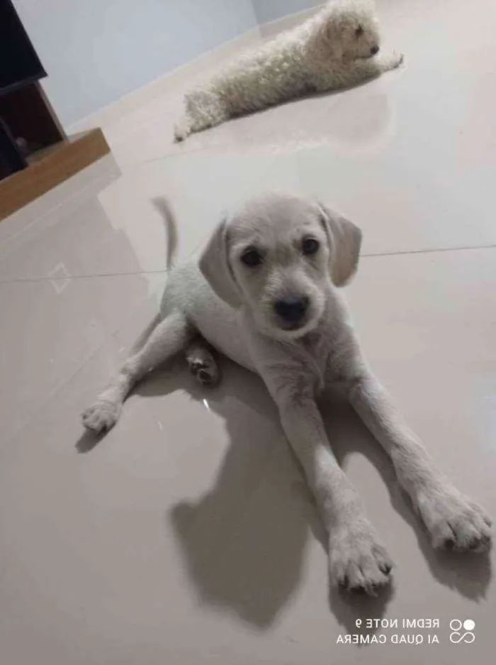 Cachorro raça Mãe pudo pai vira lata idade Abaixo de 2 meses nome Tóquio