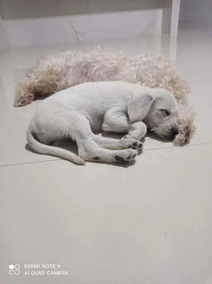 Cachorro raça Mãe pudo pai vira lata idade Abaixo de 2 meses nome Tóquio