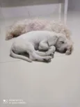 Tóquio
