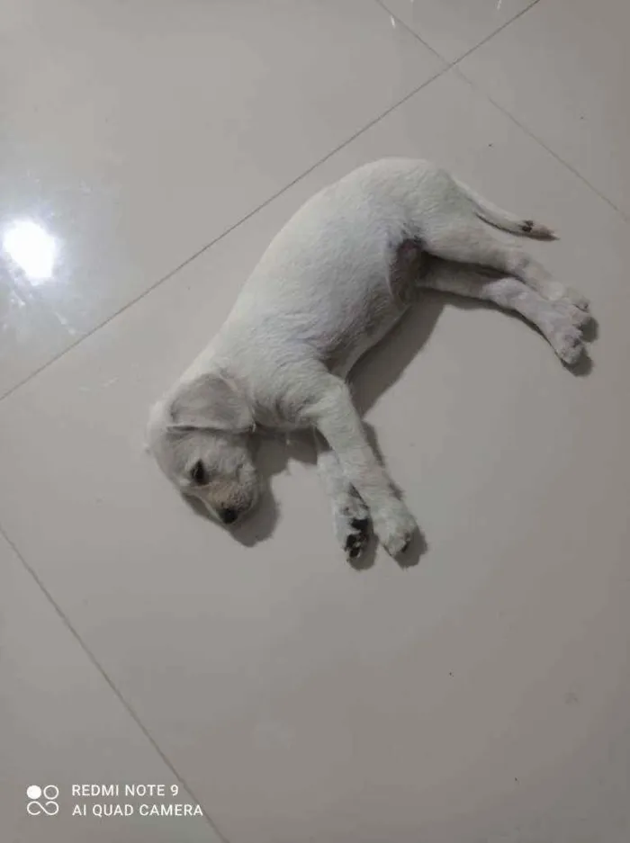Cachorro raça Mãe pudo pai vira lata idade Abaixo de 2 meses nome Tóquio