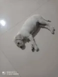 Tóquio