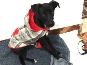 Cachorro raça Srd  idade 7 a 11 meses nome Doguinho 