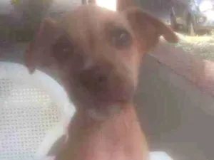 Cachorro raça Sem raca idade 2 a 6 meses nome MADALENA