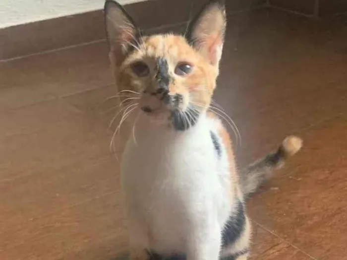 Gato raça Srd idade 7 a 11 meses nome Paloma