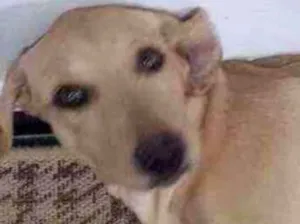 Cachorro raça SR idade 2 a 6 meses nome Mel