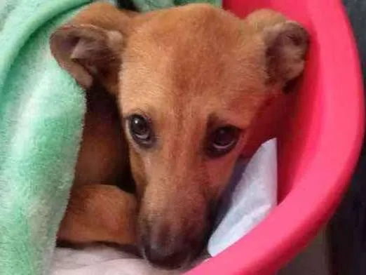 Cachorro ra a  idade 2 a 6 meses nome Bartho