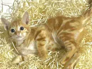 Cachorro raça Srd idade Abaixo de 2 meses nome Orange