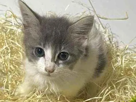 Cachorro raça Srd idade Abaixo de 2 meses nome Gray