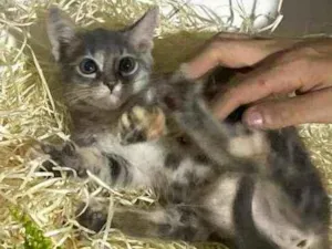 Gato raça Srd idade Abaixo de 2 meses nome Green