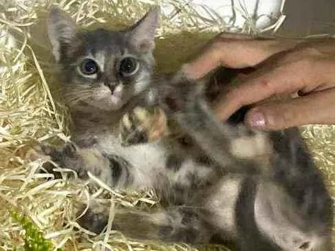 Gato raça Srd idade Abaixo de 2 meses nome Green