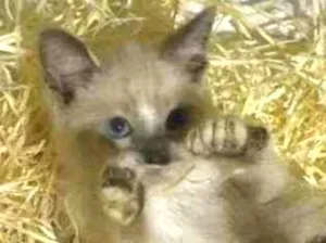Gato raça Srd idade Abaixo de 2 meses nome Blue