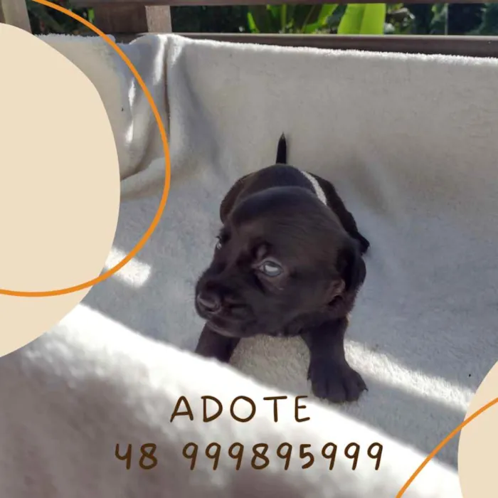 Cachorro ra a Porte pequeno/médio idade Abaixo de 2 meses nome Miles Davis