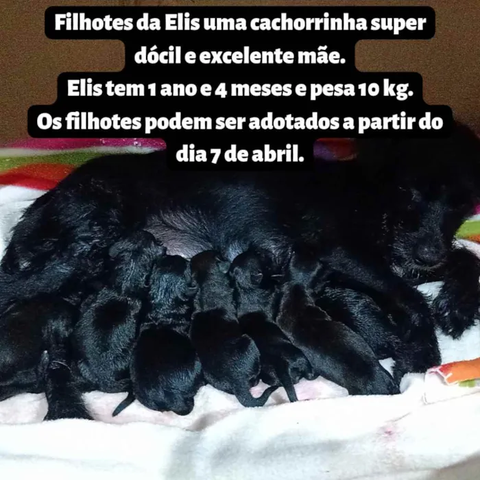 Cachorro ra a Porte pequeno/médio idade Abaixo de 2 meses nome Miles Davis