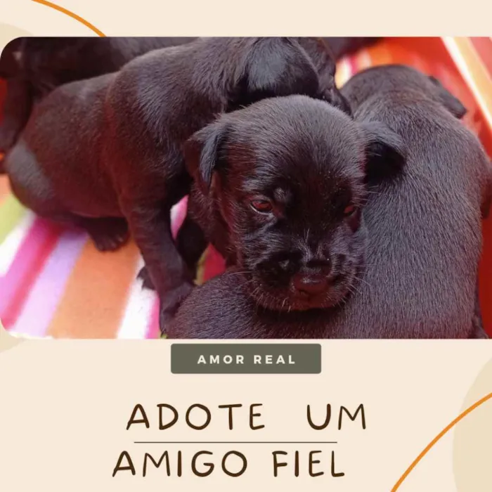 Cachorro ra a Porte pequeno/médio idade Abaixo de 2 meses nome Miles Davis