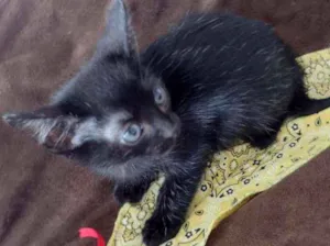 Gato raça Srd idade Abaixo de 2 meses nome Ana julia