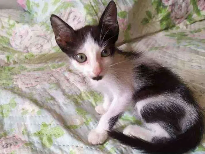 Gato ra a  idade Abaixo de 2 meses nome Lua